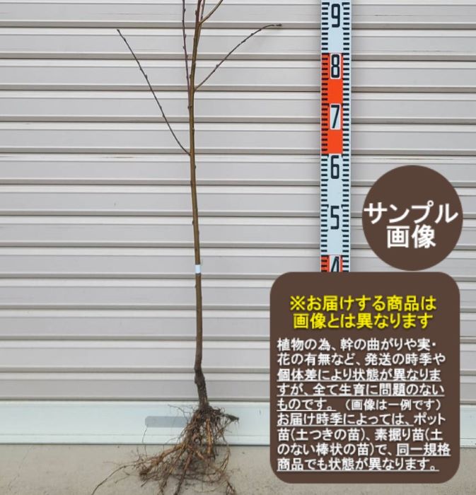 鉢底からの高さ 約50 〜 80cm 苗木タイプ 同梱については下記表を参照ください 送料サイズ 140サイズ