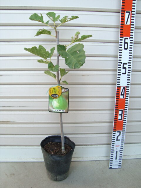 【ザ・キング】苗 2等苗イチジク[果樹苗木・無花果・いちじく]のサムネイル