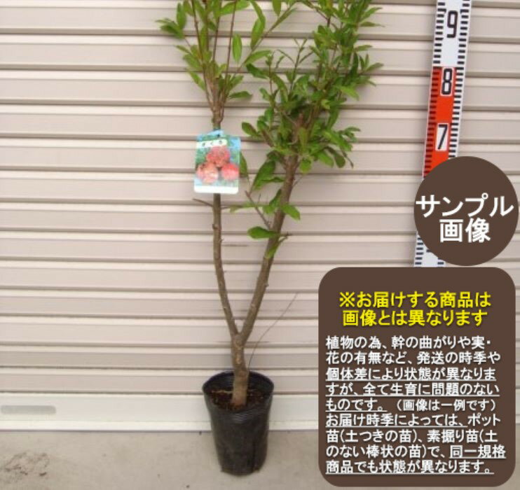 【大実ザクロ】接木苗　1等苗ザクロ[果樹苗木・柘榴・ざくろ]のサムネイル