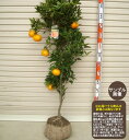 【せとか】4年生接木苗ミカンの苗1本で実がなる 鉢植えok すぐ実がつく※納期指定:発送