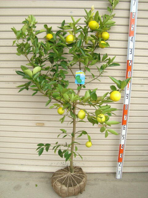 【タヒチライム】5年生接木苗 大苗※納期指定:発送予定2023年4月下旬以降順次/通常発送※[果樹苗木 柑橘 かんきつ]のサムネイル