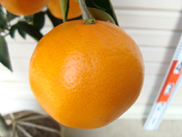 オレンジ 苗木 フロストバレンシアオレンジ 15cmポット苗 オレンジ 苗