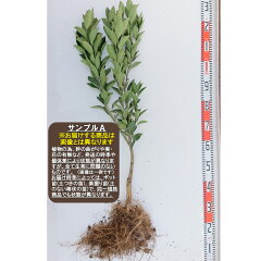 https://thumbnail.image.rakuten.co.jp/@0_mall/garden-story/cabinet/kankitu/unsyu_2-6a.jpg