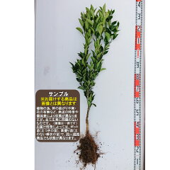 https://thumbnail.image.rakuten.co.jp/@0_mall/garden-story/cabinet/kankitu/zakkan1_2-6a.jpg