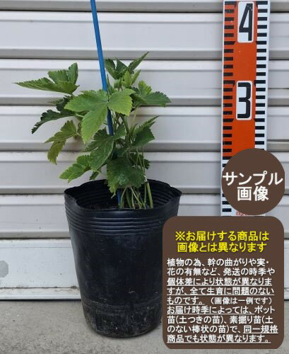 ڥե꡼ĥ֥å٥꡼[̼ڡ֥å٥꡼ڤ]