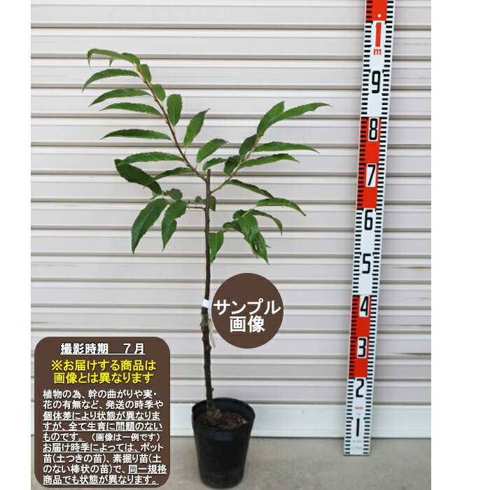 【ぽろたん】接木苗　1等クリ[果樹苗木・栗]のサムネイル