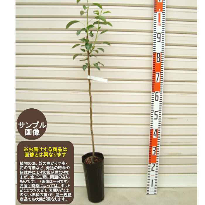 【ジェイドスイート】接木苗 1等苗洋梨 ナシ じぇいどすいーと［なし　梨　ガーデンストーリー 果樹苗木]のサムネイル