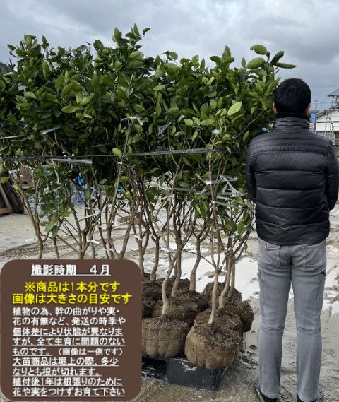 【ジャバラ】5年生接木苗ジャバラの苗1本で実がなる 鉢植えok すぐ実がつく※納期指定:発送予定2024年6月中旬以降順次※[ジャバラの大苗 果樹苗木 柑橘大苗 根巻苗 かんきつ]