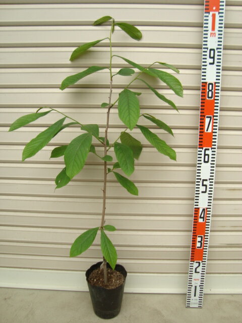 【オーバーリース】接木苗ポポー[果樹苗木]のサムネイル