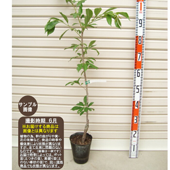【ジュピター】接木苗　1等スモモ[果樹苗木・李]のサムネイル