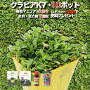 楽天ガーデニング・植物・園芸専門店【レビュー特典あり】 クラピア K7（白） 白品種 10株 すくすくセット 完全植栽マニュアル付き 苗10ポット 肥料・活力剤2種（有機一発肥料、メネデール）イワダレソウ改良種 白色 グランドカバー プランツ 雑草対策 庭 ガーデニング 緑化 K5より耐病性が優れる