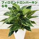 観葉植物（予算3000円以内） 観葉植物 フィロデンドロン・バーキン 6号スクエア鉢 おしゃれな室内インテリア ベニヤッコカズラ 結婚祝い 新築祝い 開店 開業祝い 誕生日 母の日 父の日 記念日 敬老の日 部屋 リビング 玄関 ベランダ プレゼント ギフト テレビ横