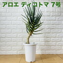 アロエ 現品 観葉植物 アロエ ディコトマ 7号鉢 大型 多肉植物 大株 aloe たかろかい 高蘆薈 おしゃれな室内インテリア 結婚祝い 新築祝い 開店 開業祝い 誕生日 母の日 父の日 記念日 敬老の日 部屋 リビング 玄関 ベランダ プレゼント ギフト テレビ横