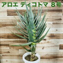 アロエ 現品 観葉植物 アロエ ディコトマ 8号鉢 大型 多肉植物 大株 aloe たかろかい 高蘆薈 おしゃれな室内インテリア 結婚祝い 新築祝い 開店 開業祝い 誕生日 母の日 父の日 記念日 敬老の日 部屋 リビング 玄関 ベランダ プレゼント ギフト テレビ横