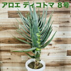 現品 観葉植物 アロエ ディコトマ 8号鉢 大型 多肉植物 大株 aloe たかろかい 高蘆薈 おしゃれな室内インテリア 結婚祝い 新築祝い 開店 開業祝い 誕生日 母の日 父の日 記念日 敬老の日 部屋 リビング 玄関 ベランダ プレゼント ギフト テレビ横