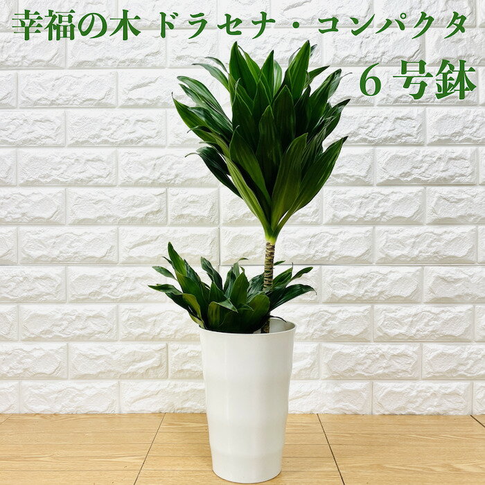 楽天ガーデニング・植物・園芸専門店観葉植物 ドラセナ コンパクタ 6号鉢 幸福の木 デレメンシス フレグランス シンボルツリー おしゃれな室内インテリア 結婚祝い 新築祝い 開店祝い 開業祝い 誕生日 母の日 父の日 記念日 敬老の日 ドライガーデン