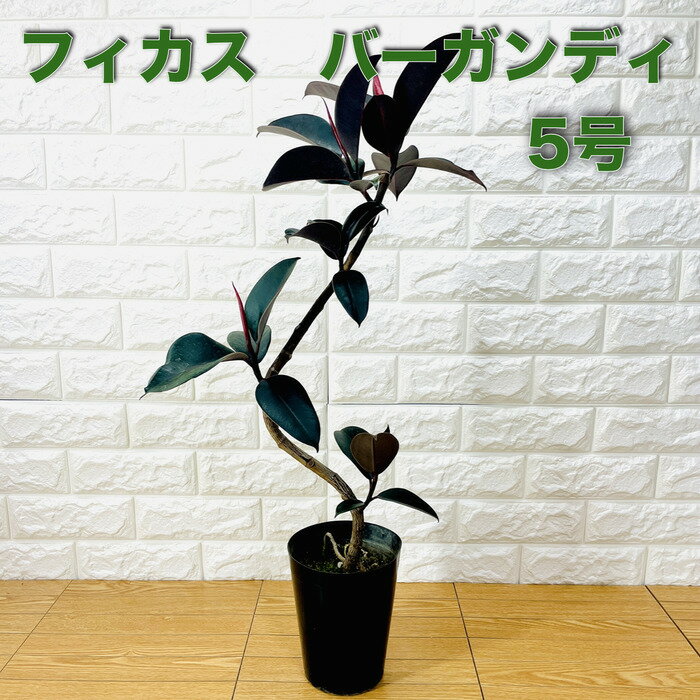 フィカス（ゴム） 観葉植物 黒ゴムの木 フィカス・バーガンディ 5号鉢 75cm 曲がり樹形 苗木 鉢植え 希少種 ワイン色 インドゴムノキ おしゃれなインテリア クロゴム アビジャン 新築 開店 開業 誕生日 母の日 父の日 記念日 敬老の日 大きい 部屋 室内 リビング 玄関 プレゼント ギフト