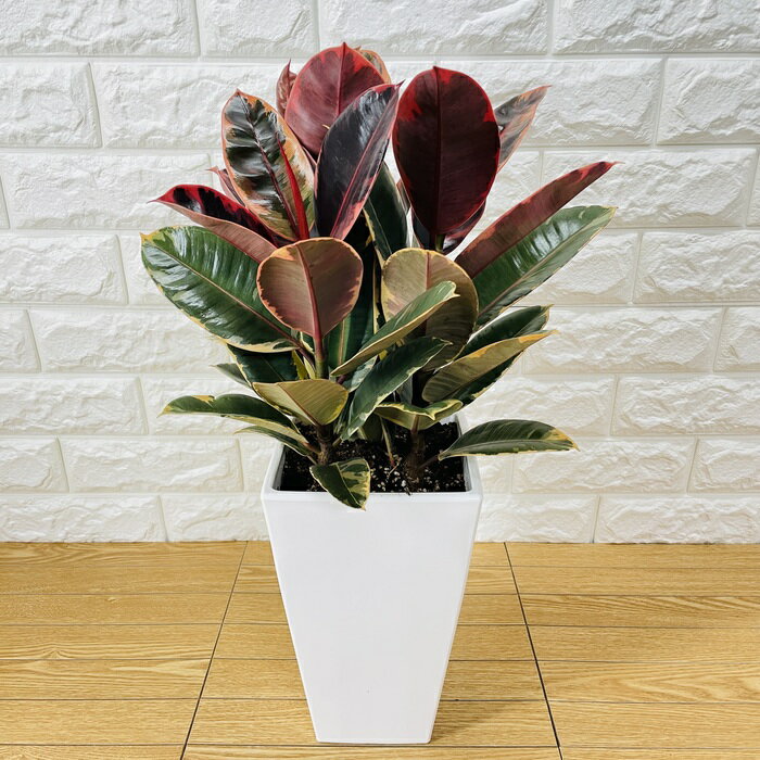 観葉植物 ゴムの木 フィカス ルビー 6号鉢 苗木 鉢植え ゴムノキ おしゃれなインテリア 新築祝い 開店祝い 開業祝い 誕生日 母の日 父の日 記念日 敬老の日 大きい 部屋 室内 リビング 玄関 ベランダ プレゼント ギフト テレビ横のサムネイル