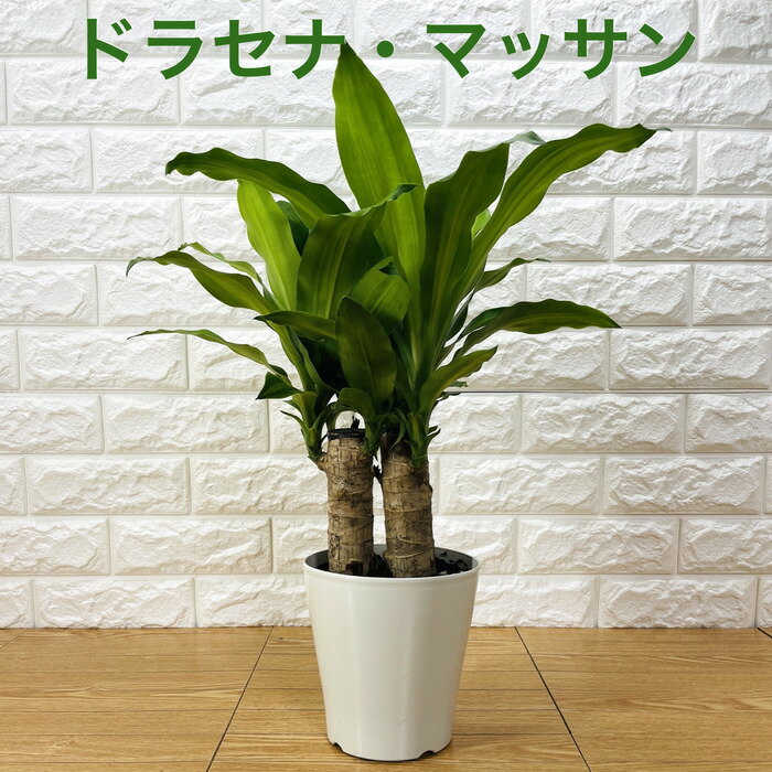 観葉植物 ドラセナ マッサンゲアナ 5号鉢 幸福の木 デレメ