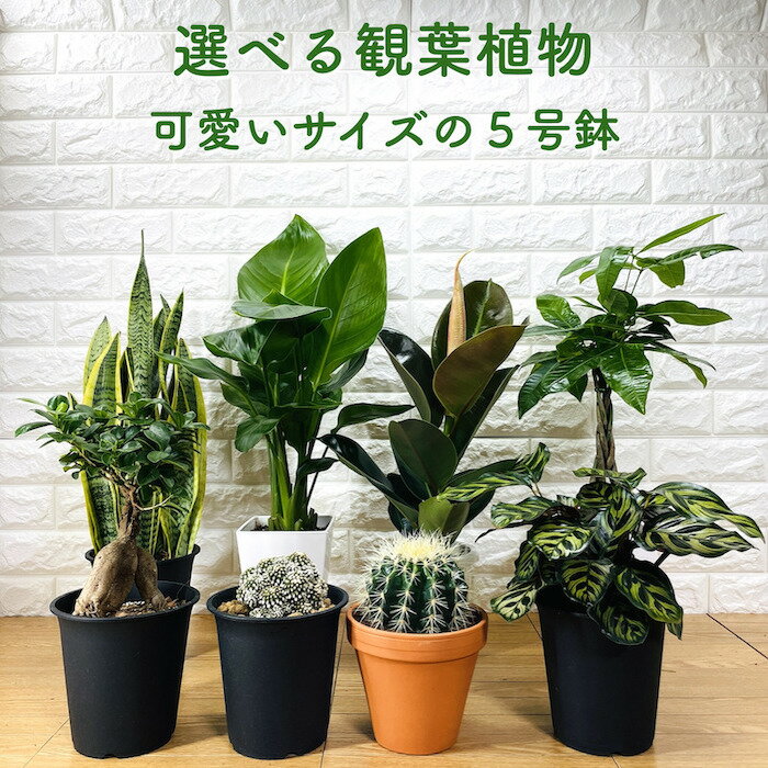 観葉植物選べる可愛いサイズの5号鉢...