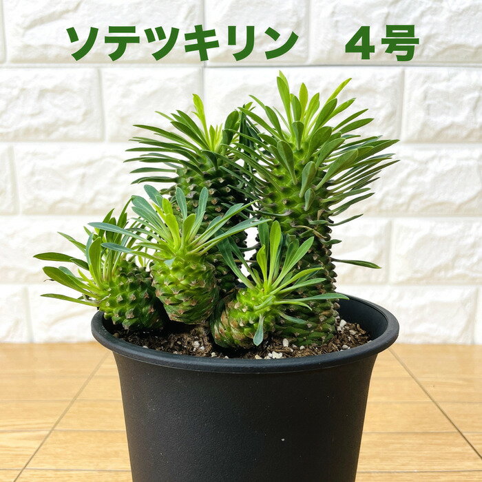 観葉植物 ユーフォルビア ソテツキリン 4号鉢 パイナップルコーン 蘇鉄麒麟 多肉植物 おしゃれな室内インテリア 結婚祝い 新築祝い 開店 開業祝い 誕生日 母の日 父の日 記念日 敬老の日 部屋 …