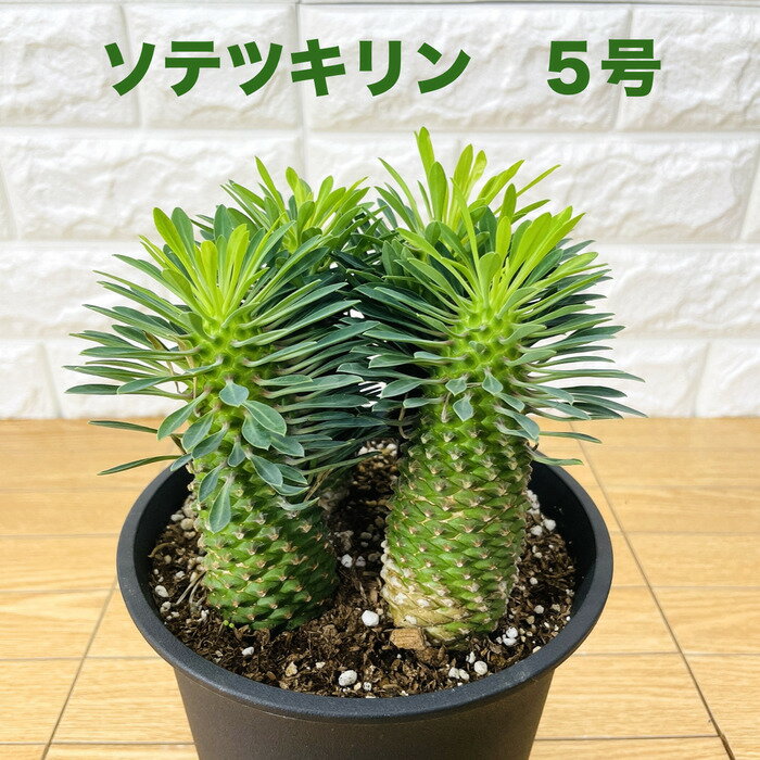 ソテツ 観葉植物 ユーフォルビア ソテツキリン 5号鉢 パイナップルコーン 蘇鉄麒麟 多肉植物 おしゃれな室内インテリア 結婚祝い 新築祝い 開店 開業祝い 誕生日 母の日 父の日 記念日 敬老の日 部屋 リビング 玄関 ベランダ プレゼント ギフト テレビ横