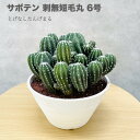 サボテン 刺無短毛丸 6号鉢 観葉植物 多肉植物 おしゃれでかわいい ギフト 置物 プレゼント インテリア 贈り物 卓上 テーブル 部屋 室内 リビング 玄関 ...