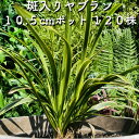 斑入りヤブラン 10.5cmポット苗 120株 やぶらん フイリヤブラン 藪蘭 苗木 植木 苗 庭木 生け垣 下草 グランドカバー 送料無料