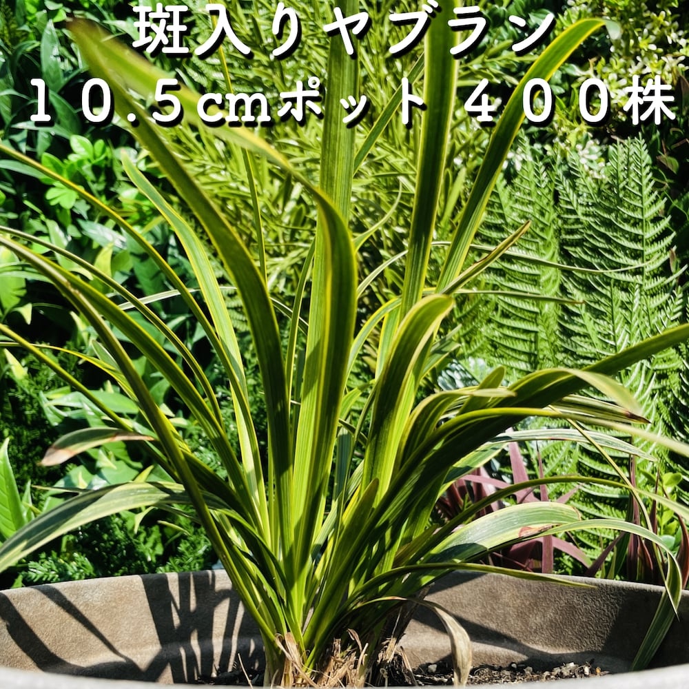 斑入りヤブラン 10.5cmポット苗 400株 やぶらん フイリヤブラン 藪蘭 苗木 植木 苗 庭木 生け垣 下草 グランドカバー 送料無料