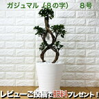 ガジュマル 八の字 8号鉢 末広がりの8の字 観葉植物 多幸の木 幸福をもたらす精霊が住む木 おしゃれなインテリア 結婚祝い 新築祝い 開店祝い 開業祝い 誕生日 母の日 父の日 記念日 プレゼントギフト