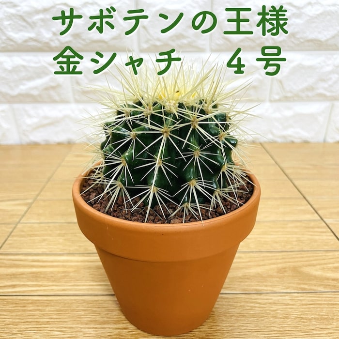 サボテンの王様 金鯱 4号鉢 観葉植物 多肉植物 金シャチ おしゃれでかわいい ギフト 置物 プレゼント インテリア 贈り物 卓上 テーブル 仙人掌 キンシャチ ドライガーデン