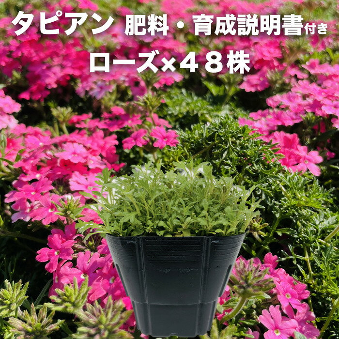 タピアン ローズ 48株 肥料付き 赤品種 9cmポット苗 3号 バーベナ属 サントリーフラワーズ グランドカバー 雑草対策のサムネイル