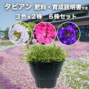 タピアン 3色×各2株 合計6株 9cmポット苗 肥料付き 3号 パープリッシュホワイト バイオレット ローズ バーベナ属 サントリーフラワーズ グランドカバー 雑草対策