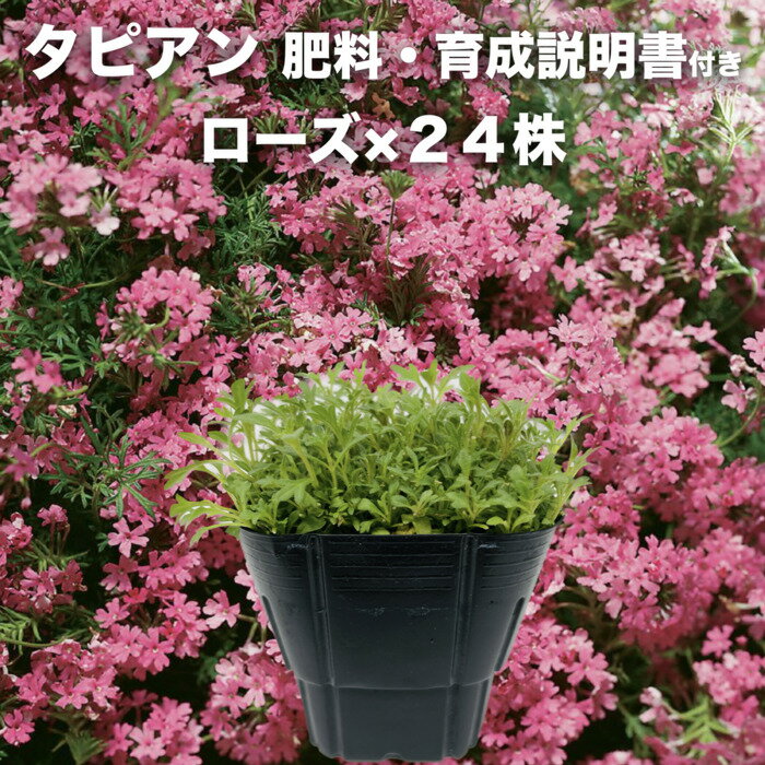 【予約商品来年3月発送】 タピアン ローズ 24株 赤品種 9cmポット苗 3号 バーベナ属 サントリーフラワーズ グランドカバー 雑草対策のサムネイル