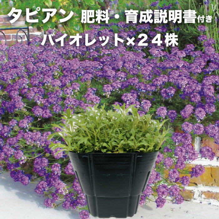 【予約商品来年3月発送】 タピアン バイオレット 24株 紫品種 9cmポット苗 3号 バーベナ属 サントリーフラワーズ グランドカバー 雑草対策のサムネイル