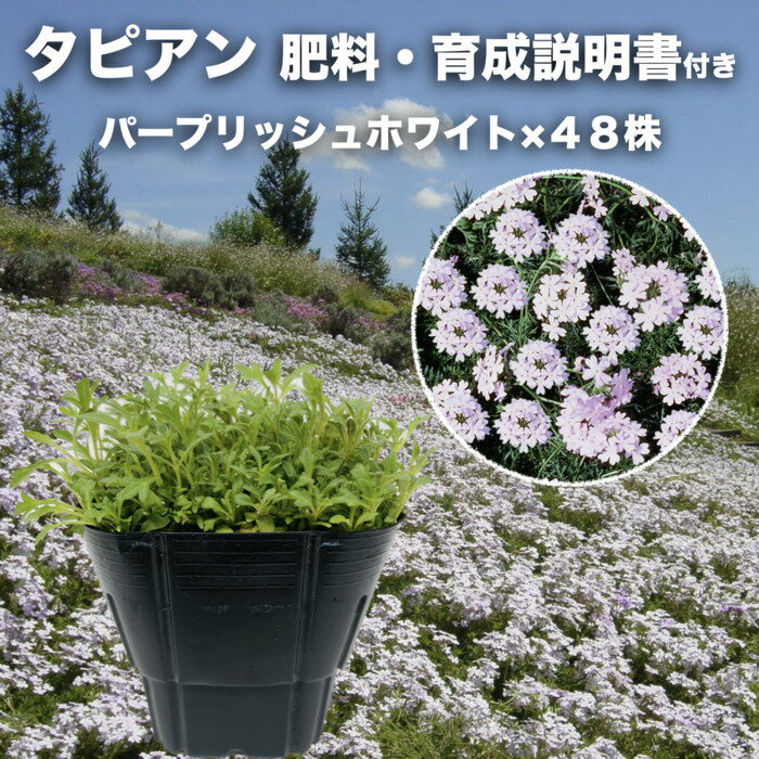 タピアン パープリッシュホワイト 48株 肥料付き 白品種 9cmポット苗 3号 バーベナ属 サントリーフラワーズ グランドカバー 雑草対策のサムネイル