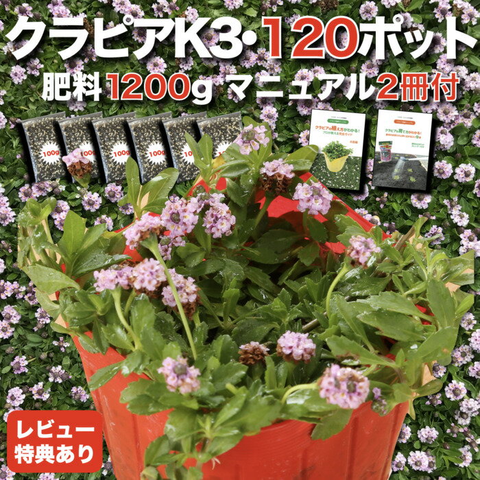 お届け日時のご指定はご注文・ご入金後、【日曜・月曜到着を除く】5営業日以降の日付（午前・午後14時から16時/16時から18時/18時から20時）で可能です。 ご要望欄に受け取り可能な日程を3日間ほど記載してください。 ※地域によってはご希望に添えない場合や日曜日着になる場合がございますので予めご了承くださいませ。 ※日曜日・月曜日到着は原則承っておりません。 ※北海道はクラピアの植栽推奨除外地域のためお客様のご判断にてお願いします。 ※植栽後の枯れ保証は行っておりません。 【有機一発肥料（お試しサンプル）プレゼント中】 クラピア1ケースにつき有機一発肥料（お試しサンプル）100gプレゼント中です。 2ケースの場合200g、3ケースの場合300gとなります。 植付け時の元肥や追肥にご使用ください。 【有機一発肥料の必要数の目安】 1ポットあたり6gから18g程度が目安です。 肥沃な土壌：6g（40ポットで240g程度） 通常の土壌：12g（40ポットで480g程度） 真砂土、砂礫土など栄養の少ない土壌：18g（40ポットで720g程度） 当店では、有機一発肥料300g/1600g/3200g/20kgを販売しております。 【レビュー特典は有機一発肥料100gになります】 ※レビューは商品到着後にご投稿ください。レビューご投稿確認後、郵送にてお届けいたします。 【クラピア】：K3（濃いピンク） 9cmポット 120株（40ポット/1梱包） 【ポット色】：赤 【有機一発肥料】：1200g（小分け） 【植栽マニュアル】：植え方・育て方各1冊 【クラピアK3の特徴】 花の色：濃いピンク 成長速度：K7、K5に比べて遅い 草丈：K7、K5に比べて高い 耐病性：K7並に高い 平地に植栽する場合、4鉢／m2を推奨しております。 粘土質な土地や砂地などでは多めに植栽してください。 驚異的な成長速度で被覆していきますので、成長を見るのが楽しみになりますよ。 クラピアは、ガーデニングの芝生代わりのグランドカバープランツとして大人気です。 クラピアK3は、濃いピンクのお花がとても可愛いのが特徴です。 小さいお花が可愛いですが、色が濃いので存在感も発揮してくれます。 是非、素敵な緑の絨毯を作ってください。 配送時に高温や蒸れにより葉っぱが黄色くなる場合がございますが、植栽後2週間程度経過すると緑の新芽が出てきますのでご安心くださいませ。 クラピアは最低気温が低いと紅葉します。 朝晩の一時的な冷え込みによっても葉っぱが赤くなる場合がございますが、クラピアの正常な反応です。 暖かくなりましたら緑の新芽が出てきますのでご安心ください。 クラピアは、在来種イワダレソウを品種改良して、種をほとんど作らないよう（不稔性）に改良されていますのでお庭に安心して植えていただけます。 類似品のヒメイワダレソウ（リピア、リッピア）とは性質が異なります。 クラピアK3 品種登録番号：第28948号 海外持ち出し禁止レビュー記入特典の『有機一発肥料 100g分』はレビューご投稿確認後、郵送でのお届けとなります。クラピアとは別送です。