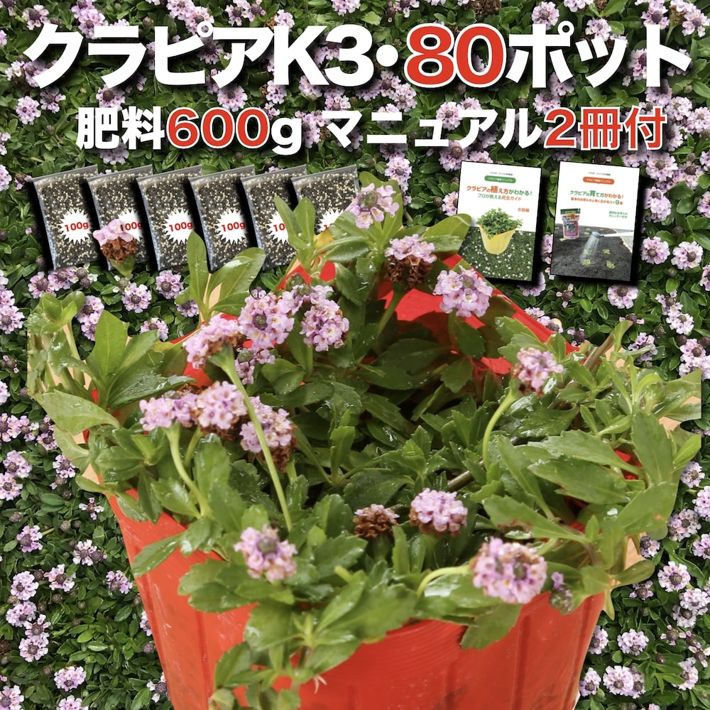 【有機一発肥料200gプレゼント中】 クラピア K3（ピンク）紫品種 9cmポット苗 80鉢セット 有機一発肥料600gと完全植栽マニュアル付き ピンク色 桃色 イワダレソウ改良種 グランドカバー プランツ 雑草対策 庭 ガーデニング diy ガーデン K7と同等の耐病性