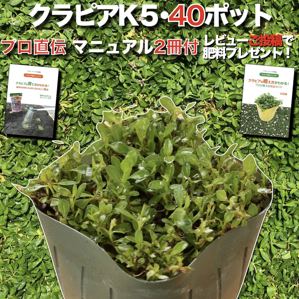 楽天ガーデニング・植物・園芸専門店【有機一発肥料100gプレゼント中】 クラピア K5（薄桃） 9cmポット苗 40鉢セット 完全植栽マニュアル付き イワダレソウ改良種 グランドカバー プランツ 雑草対策 庭 ガーデニング diy 緑化 おすすめ ガーデン