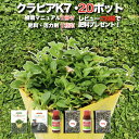 【レビュー特典】 クラピア K7(白) 白品種 20株 すくすくセット 完全植栽マニュアル付き 苗20ポット 肥料・活力剤2種(有機入り一発果菜肥料、メネデール) イワダレソウ改良種 白色 グランドカバー プランツ 雑草対策 庭 ガーデニング K5より耐病性が優れる