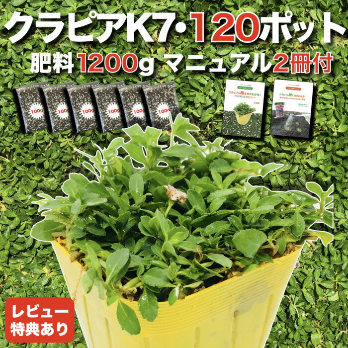 【有機一発肥料300gプレゼント中】 クラピア K7（白） 9cmポット苗 120鉢セット 有機一発肥料1200g付き 完全植栽マニュアル付き グランドカバー イワダレソウ改良種 白品種 白色 雑草対策 プランツ 庭 ガーデニング diy ガーデン K5より耐病性が優れる