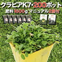 【有機一発肥料500gプレゼント中】 クラピア K7（白） 9cmポット苗 200鉢セット 有機一発肥料1600g付き 完全植栽マニュアル付き イワダレソウ改良種 新品種 白色 グランドカバー プランツ 雑草対策 庭 ガーデニング diy 緑化 K5より耐病性が優れる