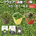【レビュー特典あり】クラピア 全品種お試しセット 苗12株 K7 K5 K3 各4株 3平米用 植栽マニュアル付き グランドカバー 12ポット 有機入り一発果菜肥料200g付 イワダレソウ(改良種) 白色 グランドカバー プランツ 雑草対策 庭 ガーデニング 緑化 多年草 ガーデン