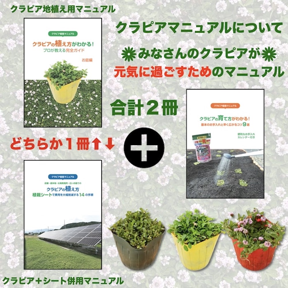 【有機一発肥料200gプレゼント中】 クラピア K5（薄桃） 9cmポット苗 80鉢セット 有機一発肥料600gと完全植栽マニュアル付き イワダレソウ改良種 グランドカバー プランツ 雑草対策 庭 ガーデニング diy 緑化 おすすめ ガーデン 2