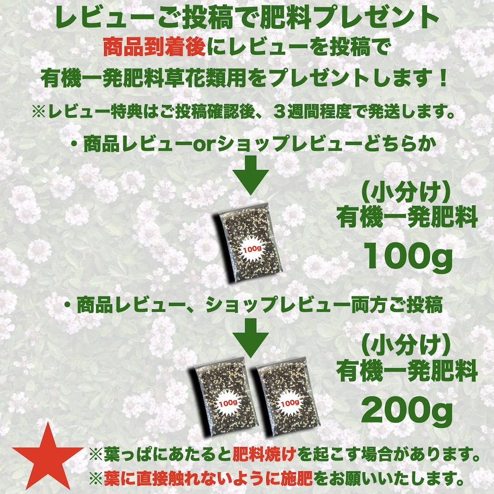 【有機一発肥料200gプレゼント中】 クラピア K5（薄桃） 9cmポット苗 80鉢セット 有機一発肥料600gと完全植栽マニュアル付き イワダレソウ改良種 グランドカバー プランツ 雑草対策 庭 ガーデニング diy 緑化 おすすめ ガーデン 3