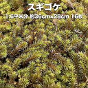 スギゴケ 杉苔 約1.6平米分 36cm×28cm 16枚入り 苔 コケ 庭園苔 日本庭園 外構 造園 マット