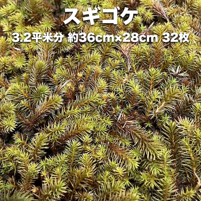 スギゴケ 杉苔 約3.2平米分 36cm×28cm 32枚入り 苔 コケ 庭園苔 日本庭園 外構 造園 マット