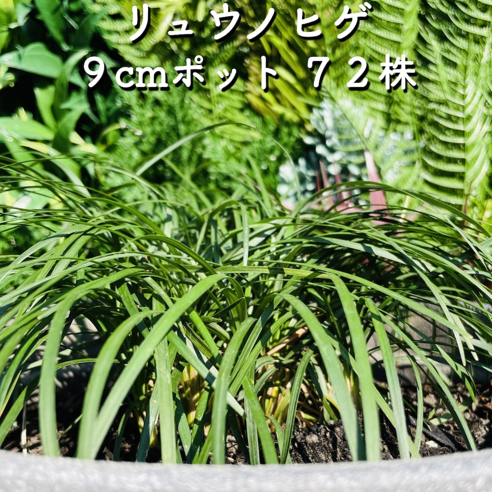 リュウノヒゲ（竜の髭）9cmポット 72株 グランドカバー送料無料 苗木 植木 苗 庭木 生け垣 下草 1