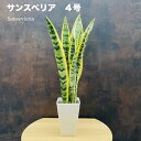 観葉植物 サンスベリア 4号鉢苗 おしゃれ インテリア お祝い 開店祝い 新築祝い 誕生日祝い 結婚祝い 引越し祝い 母の日 父の日 プレゼントギフト