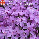 【レビュー特典あり】 高品質 芝桜 オータムローズ ピンク色種（桃色） 9cmポット苗 40株セット シバザクラ グランドカバー 送料無料